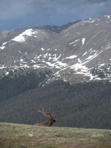 Local Wildlife at Rocky Mountain National Park